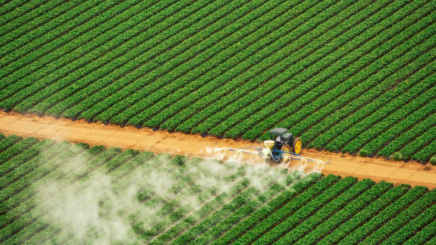 Best Termite Control Services  in Big Sandy, TX