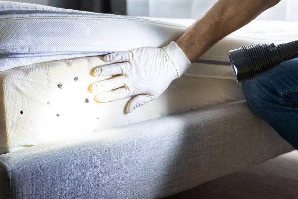 Best Affordable Pest Control Services  in Big Sandy, TX