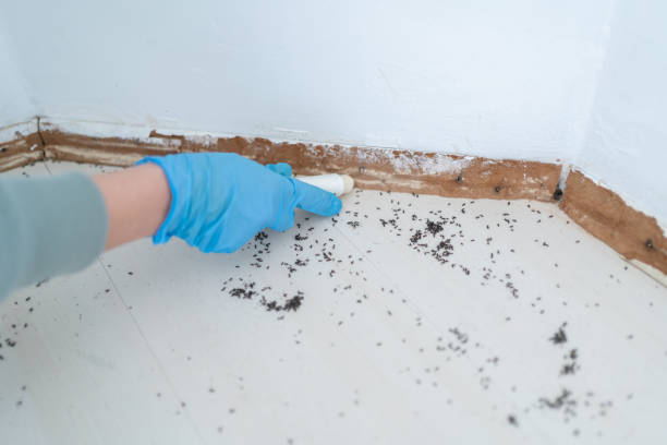 Best Best Pest Control Companies  in Big Sandy, TX