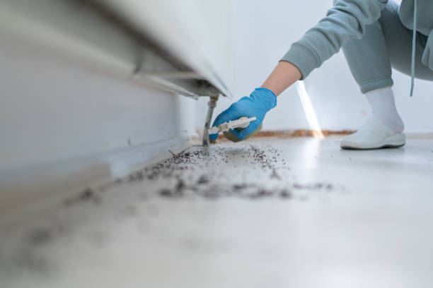 Best Cockroach Control Services  in Big Sandy, TX