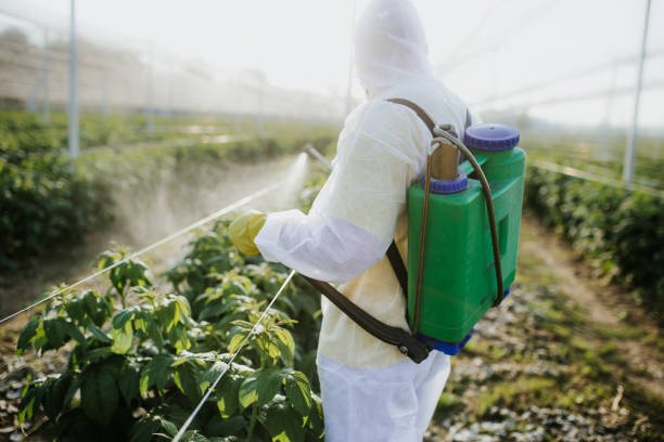Best Local Pest Control Services  in Big Sandy, TX